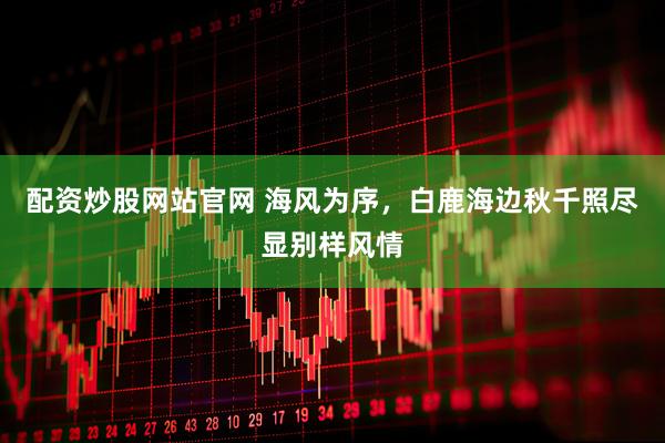 配资炒股网站官网 海风为序，白鹿海边秋千照尽显别样风情